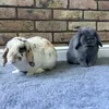 bunhuns_