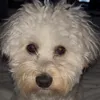 unitedpooch