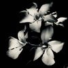 oleander