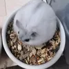 hamctericecream