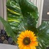 marisol0404068