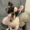 gu4ik_dog1