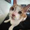 sillystrawberrykitty