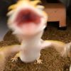 areesha_680