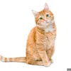 Funny cat s