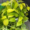 celestial.pothos