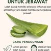 lidah_buaya72