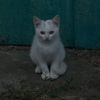 pigor79
