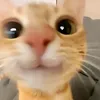 jasrin_halan