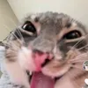 catto8819