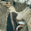 alotaibi_5119