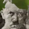 userkgovg69w7l