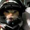 catzzsss