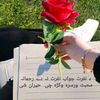 user460550404