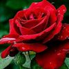 mehri.can64