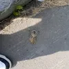 xjdisbdben
