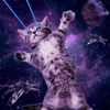 cat_lover4198