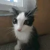zaebali_syki_ebychie