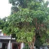 0939662348son.tra