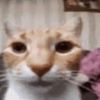 gatauuupdhl