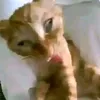 imyourlittlepie_