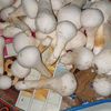 fansrohicholistan06