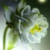 aqiel313iraq