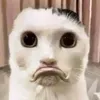 socdeodepzai