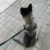 naya.malinois_