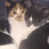 kitty_cat808