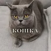koshka1488