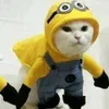 koofycat