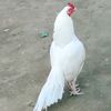 sajid.bhatti2714