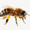 therealbeeimhonest