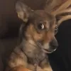 dsaobnubilado_