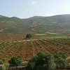 sultana.dawood70