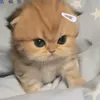 banhmiii_dayyyyyy