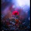 hafsa39085