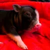 speck.officiel