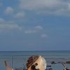 tom_1122_aoo