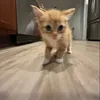 im_catpfp