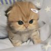 pencintakucing140