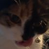 yourubercat