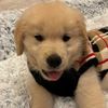 tinygoldenteddybear