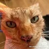 01_deathkat