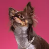 _sassypeanut