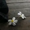 tai_xija