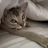 vasya_go_fuck_off