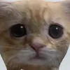 kj_dung0
