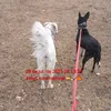 cascadecabala